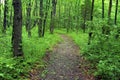 Woodland Trail in Crab Orchard 58249