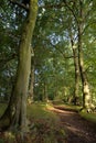 Woodland trail in early morning light