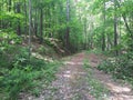 Woodland trail through forest