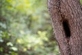 Woodland Tree, Textured Bark and Hollow with Soft Focus Background