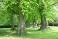 Woodland Trees in Alnwick, Northumberland