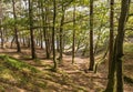 Woodland trees in dappled autumn sunlight Royalty Free Stock Photo