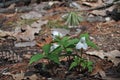 Woodland Trillium first growth.