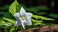 woodland trillium flower