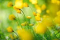 Woodland tulips, Wild tulips, Tulipa sylvestris Royalty Free Stock Photo