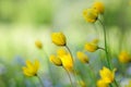 Woodland tulips, Wild tulips, Tulipa sylvestris Royalty Free Stock Photo