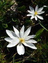 Woodland: two bloodroot flowers Royalty Free Stock Photo