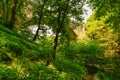 Woodland under Causey Arch Royalty Free Stock Photo