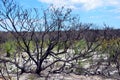 Woodland understory regenerating after a bushfire Royalty Free Stock Photo