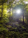 Woodland in a valley with sunlight shining though the trees