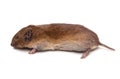 Woodland Vole Royalty Free Stock Photo