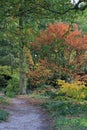 Woodland walk in Beth Chatto's Gardens Royalty Free Stock Photo