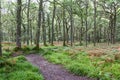 Woodland Walk in the Highlands Royalty Free Stock Photo