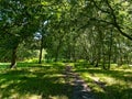 Woodland walk through Silver Birch trees on a sunlit path Royalty Free Stock Photo