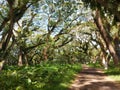 Woodland walk past giant trees with huge trunks, branches. Traveling on summer vacation in Jawa island, Indonesia