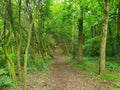 Woodland Walk Surrounded by Trees