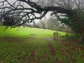 Woodland walk  on to farmland, Devon uk Royalty Free Stock Photo