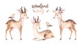 Woodland watercolor cute animals baby deer. Scandinavian cartoon forest nursery poster design. Isolated charecter