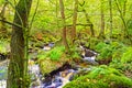 Burbage Brook runs down Padley Gorge, Derbyshire, creating many small waterfalls