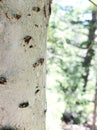 Woodland white birch tree bark background