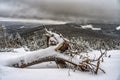 a fallen tree after a night snowstorm