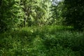 Woodland. Young deciduous forest. Trees and shrubs. Green grass. Much branched, with a dense canopy of trees. The sun barely