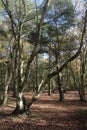 Woodlands in autumn,fall with sunlight coming through the forest with fallen leaves scattered on the floor Royalty Free Stock Photo