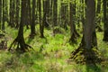 Woodlands in Dolina Baryczy, Poland Royalty Free Stock Photo