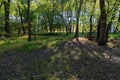 Woodlands and forest floor at fort snelling park