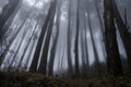 Woodlands with tall trees in winter Royalty Free Stock Photo