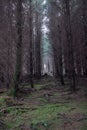 Woodlands of Wicklow Mountains