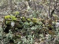 Woodlans spring, mossy tree trunk and lingoberry twigs