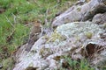 Woodlark Lullula arborea perched on a big stone Royalty Free Stock Photo