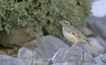 Wood Lark, Crete