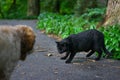 Woodle Puppy Dog Stalking A Black Cat
