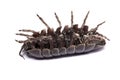 Woodlice bug Royalty Free Stock Photo