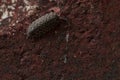 Onicidea on a burgundy background, woodlice Royalty Free Stock Photo