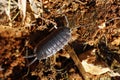Woodlice Royalty Free Stock Photo