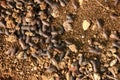 Woodlice on the earth Royalty Free Stock Photo