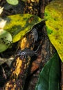 woodlice in humid tropical forests Royalty Free Stock Photo