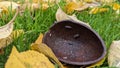 Woodlice mini beasts crawling in a metal shell Royalty Free Stock Photo