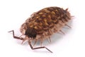 Woodlice Porcellio scaber isolated Royalty Free Stock Photo