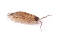 Woodlice Porcellio scaber isolated Royalty Free Stock Photo