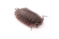 Woodlice Porcellio scaber isolated Royalty Free Stock Photo