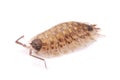 Woodlice Porcellio scaber isolated Royalty Free Stock Photo