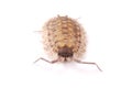 Woodlice Porcellio scaber isolated Royalty Free Stock Photo