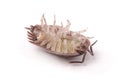 Woodlice Porcellio scaber isolated Royalty Free Stock Photo