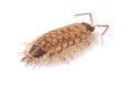 Woodlice Porcellio scaber isolated Royalty Free Stock Photo
