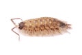 Woodlice Porcellio scaber isolated Royalty Free Stock Photo