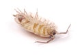 Woodlice Porcellio scaber isolated Royalty Free Stock Photo